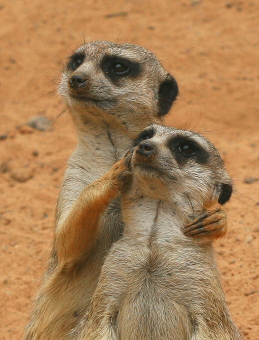 This image for Image Layouts addon